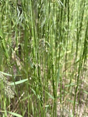 Aegilops cylindrica