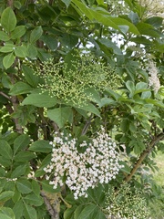 Sambucus nigra