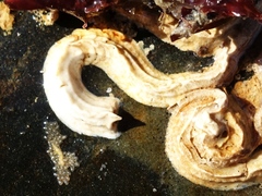 Spirobranchus lamarcki