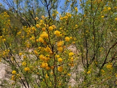 Vachellia vernicosa