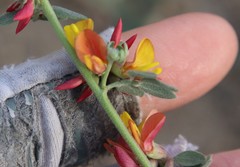 Acmispon decumbens decumbens