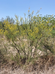 Vachellia vernicosa