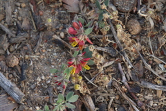 Acmispon decumbens decumbens