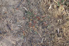 Acmispon decumbens decumbens