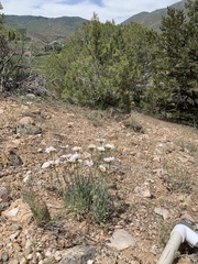 Erigeron pulcherrimus