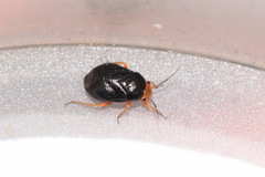 Strongylocoris leucocephalus