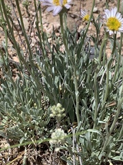 Erigeron pulcherrimus