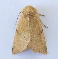 Perigonica fulminans