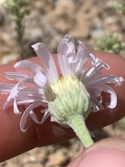 Erigeron pulcherrimus