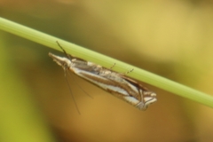 Crambus pratella