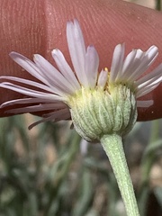 Erigeron pulcherrimus