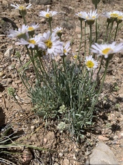 Erigeron pulcherrimus
