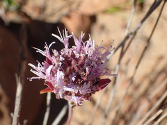 Monardella hypoleuca hypoleuca