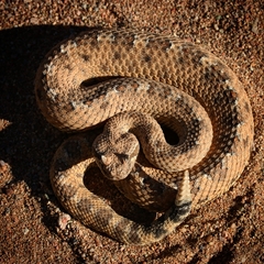 Crotalus cerastes cercobombus