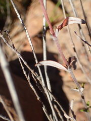 Monardella hypoleuca hypoleuca
