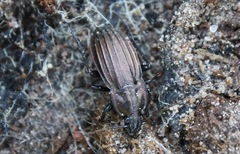 Carabus melancholicus