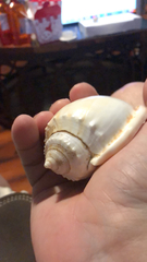 Phalium