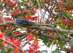 Acanthocercus atricollis