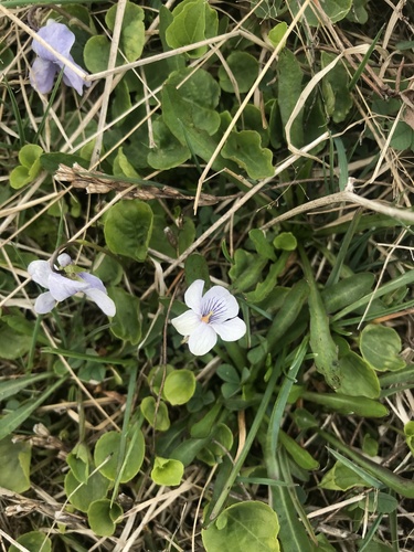 Viola hultenii iNat (1)