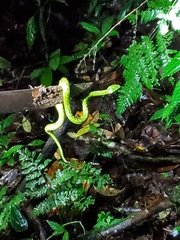 Bothriechis nigroviridis