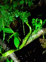 Bothriechis nigroviridis