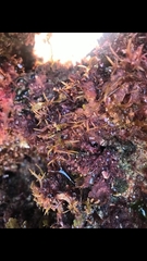 Chondracanthus acicularis