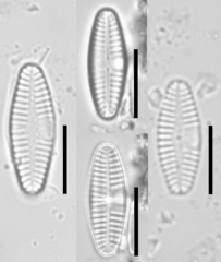 Planothidium lanceolatum