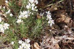 Leptosiphon floribundus