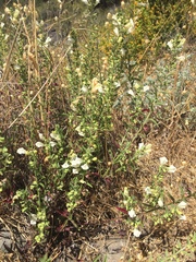 Scutellaria californica