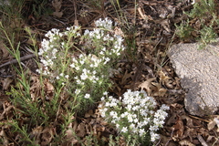 Leptosiphon floribundus
