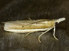 Pima albiplagiatella