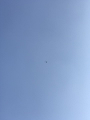 Geranoaetus melanoleucus australis