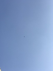 Geranoaetus melanoleucus australis