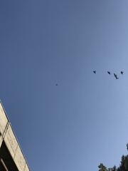 Geranoaetus melanoleucus australis