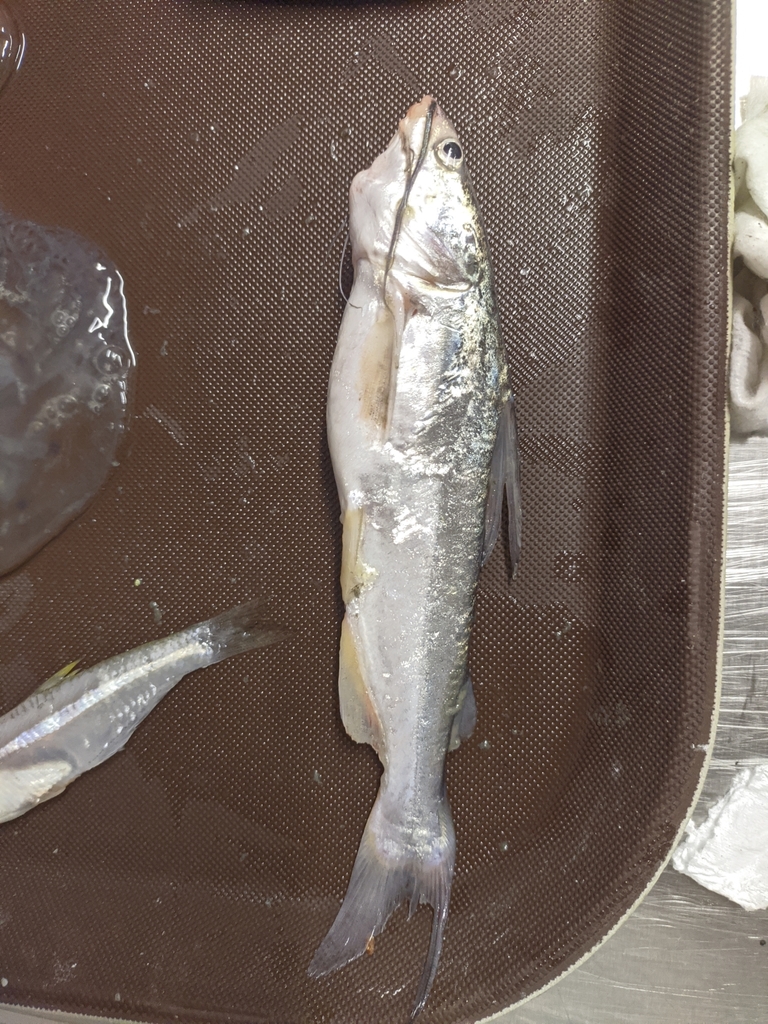 Mapale Sea Catfish