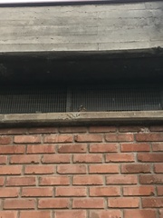 Systellura longirostris bifasciata