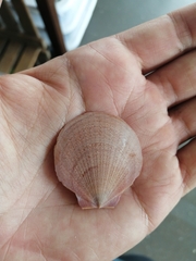 Amusium pleuronectes