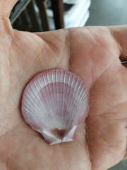 Amusium pleuronectes