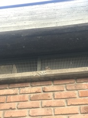 Systellura longirostris bifasciata