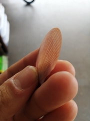 Amusium pleuronectes