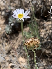 Erigeron pulcherrimus