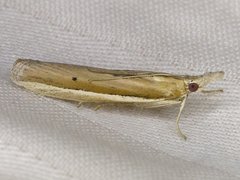 Pima albiplagiatella