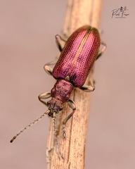 Plateumaris discolor