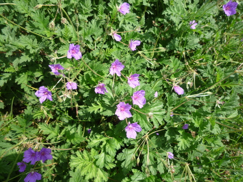 Erodium ruthenicum (Erodium ruthenicum)