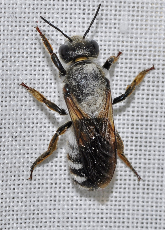 Megachile lefebvrei