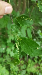 Eriophyes padi