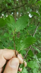 Eriophyes padi