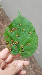 Didymomyia tiliacea