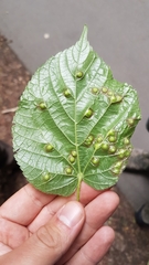Didymomyia tiliacea