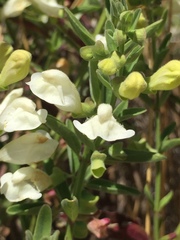 Scutellaria californica